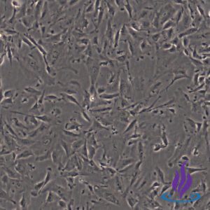 MVECPRO2®, Placental Microvascular Endothelial Cells