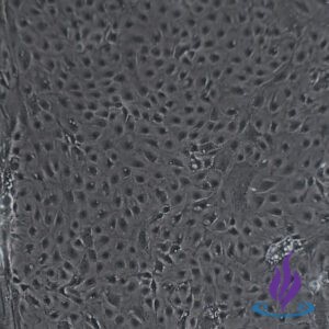 Cytotrophoblasts, CTBPRO2®