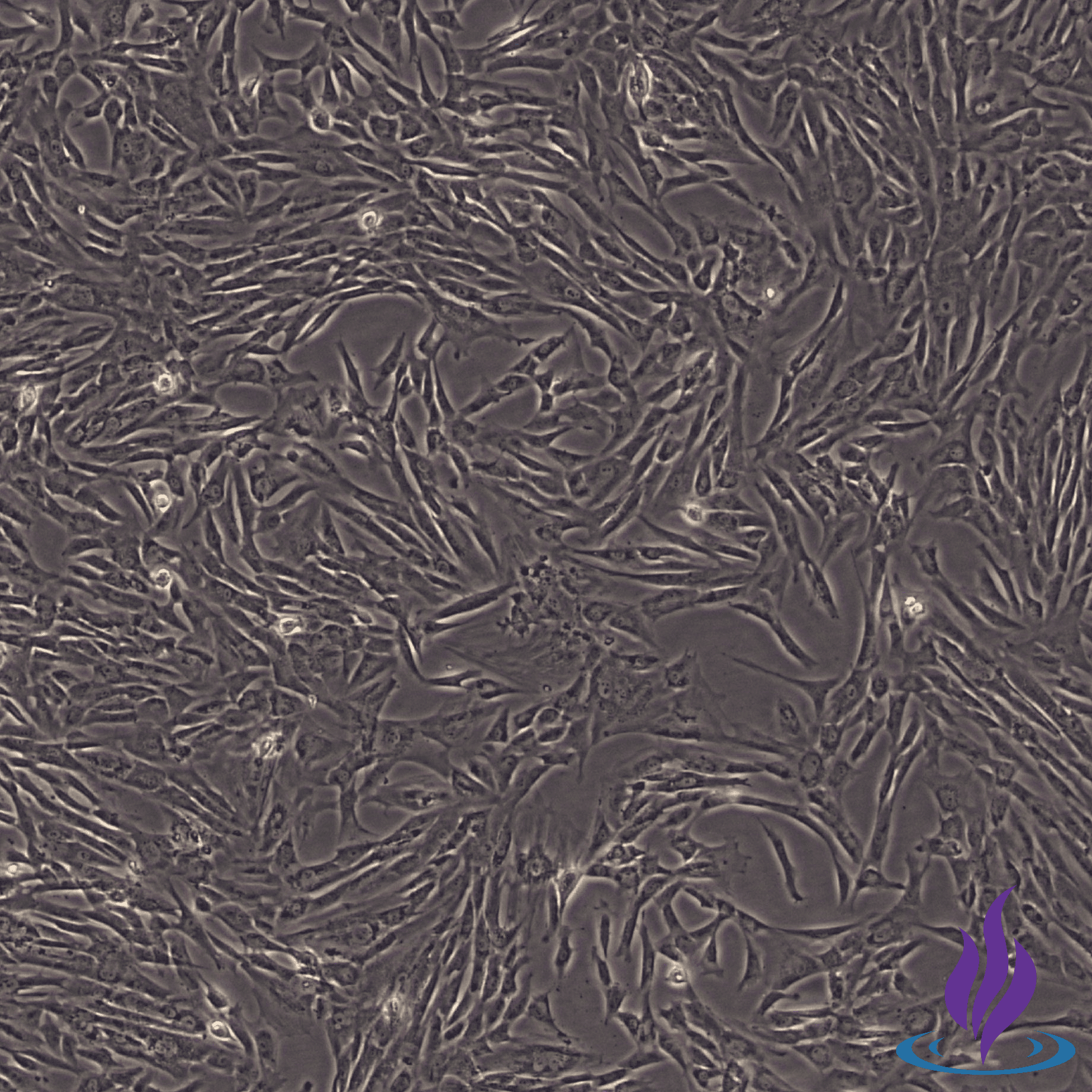 FIBPRO2®, Placental Fibroblasts