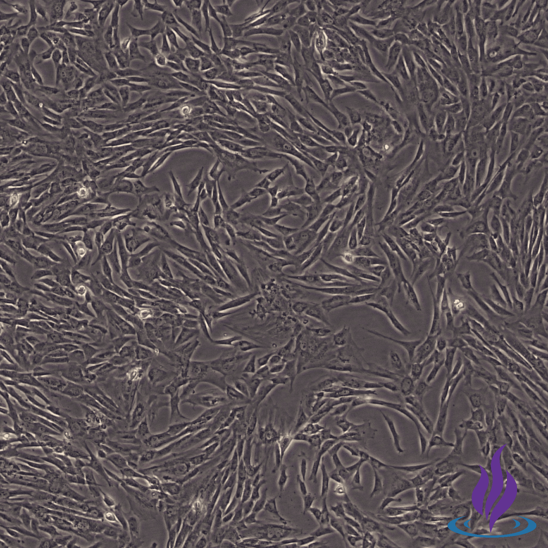 MSCs, Mesenchymal Stromal Cells