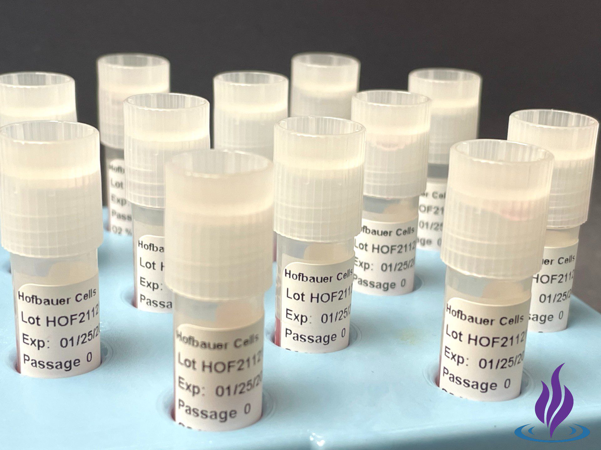 Hofbauer Cells (Macrophages)